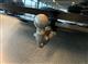 Billede af Ford Capri EL UR Premium 286HK 5d Aut.