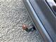 Billede af Skoda Enyaq 80 iV Selection Suite 204HK 5d Aut.