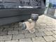 Billede af Polestar 2 EL Standard Range Single Motor 231HK 5d Aut.