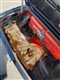 Billede af Triumph Spitfire 1,3 MK IV 60HK Cabr.