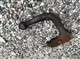 Billede af Opel Corsa 1,4 Twinport Enjoy 90HK 3d