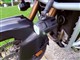 Billede af Honda CRF1000  998 L Africa Twin DTC 95HK 6g