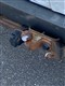 Billede af Ford Transit 280 S 2,2 TDCi Ambiente 100HK Van 6g
