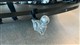 Billede af Ford Capri EL UR Select 286HK 5d Aut.