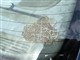 Billede af Volvo S80 Soltag 2,8 T6 Executive 272HK Aut.