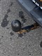 Billede af Renault Mégane Sport Tourer 1,6 Expression 110HK Stc 6g