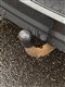 Billede af Ford C-MAX 1,5 TDCi Titanium Fun 120HK 6g