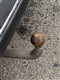 Billede af Kia Sportage 1,6 CRDI  Mild hybrid Vision DCT 136HK 5d 7g Aut.