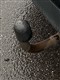 Billede af Mazda 3 2,0 Skyactiv-G Vision 120HK 5d 6g