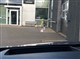 Billede af Nissan Qashqai 1,3 MHEV  Mild hybrid Tekna X-Tronic 158HK 5d 7g Aut.